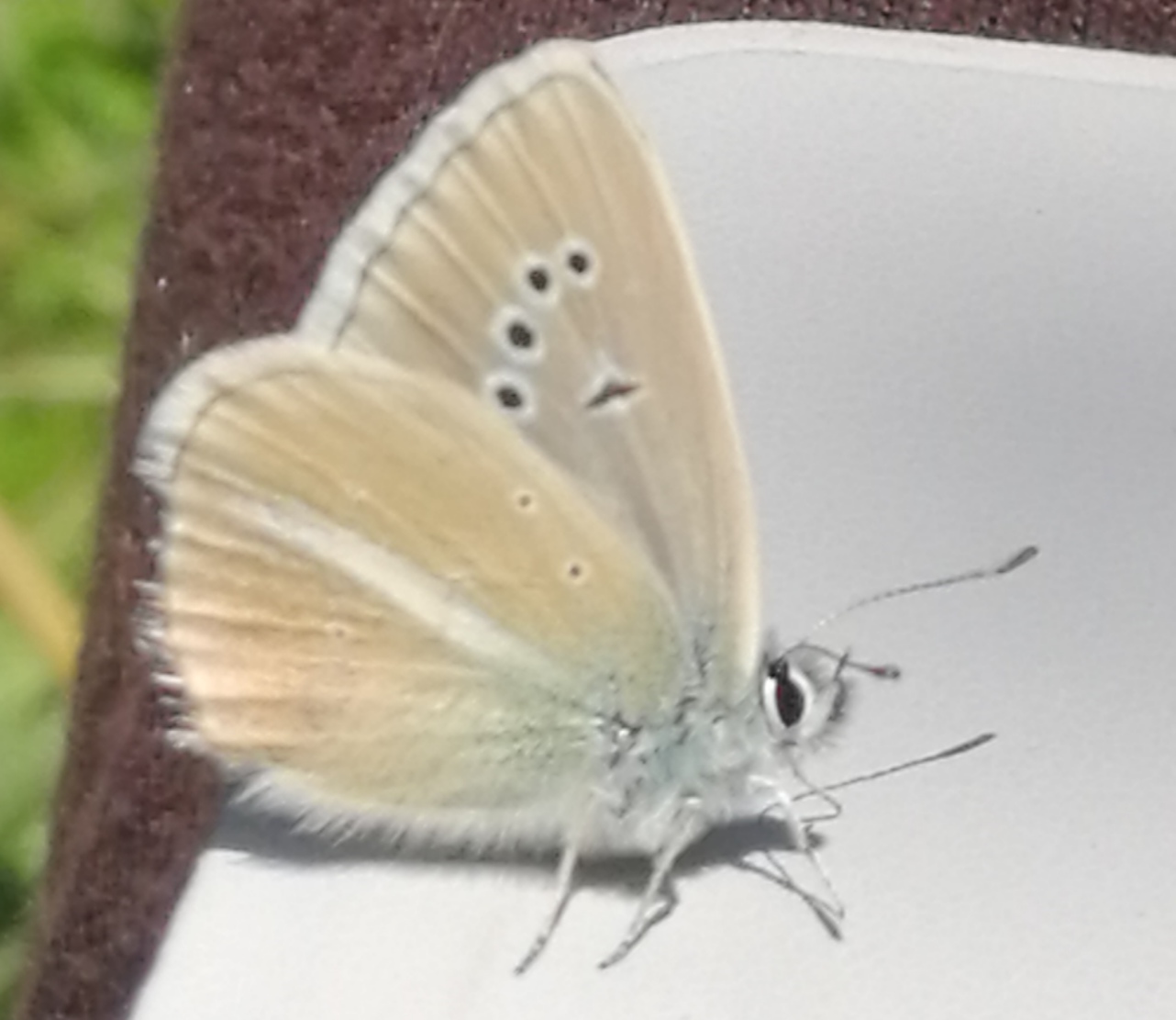 Lycaenidae: Polyommatus damon?   S� !